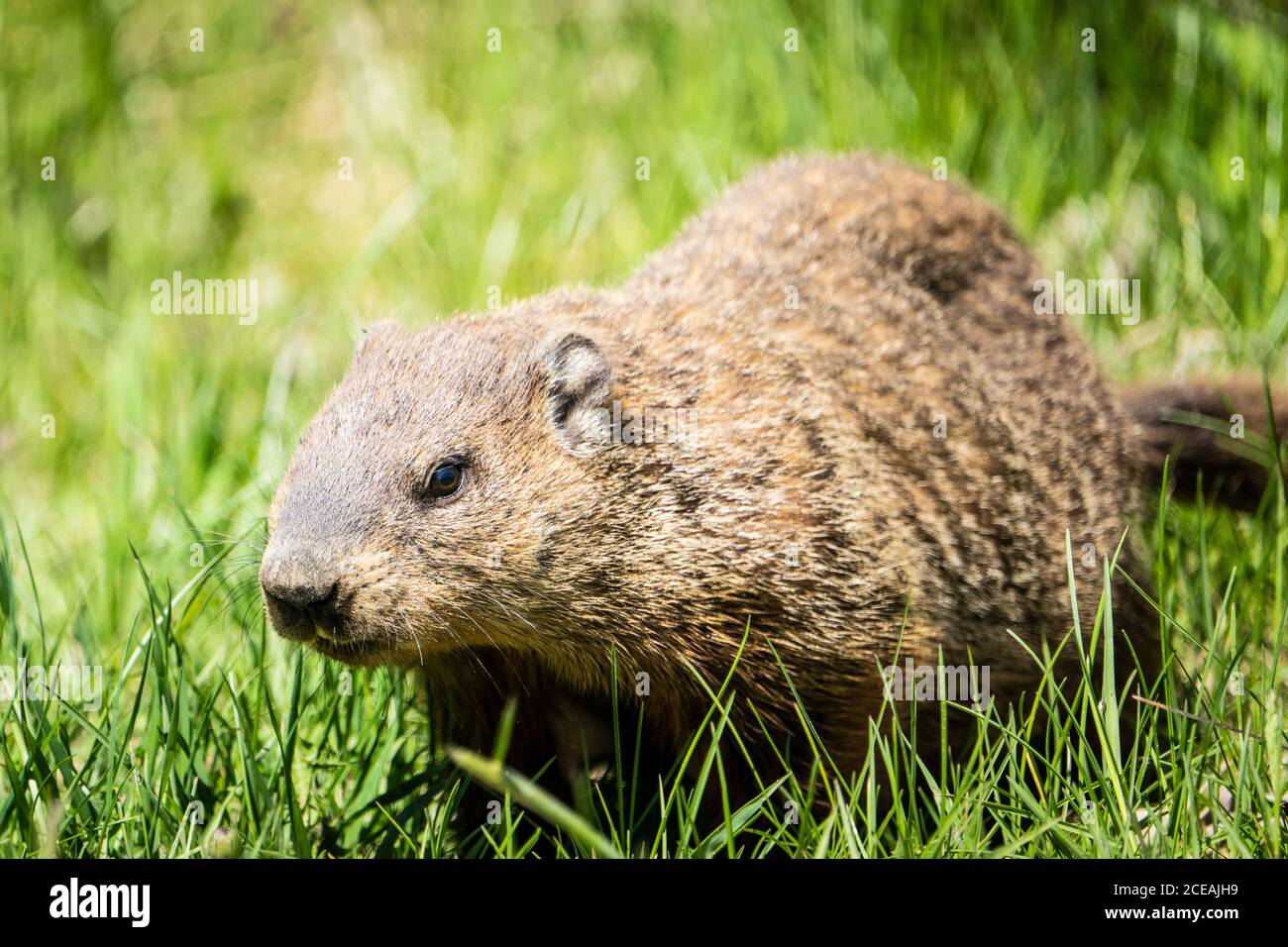 Recherche de nourriture dans l'herbe pour le porc de fond Banque D'Images