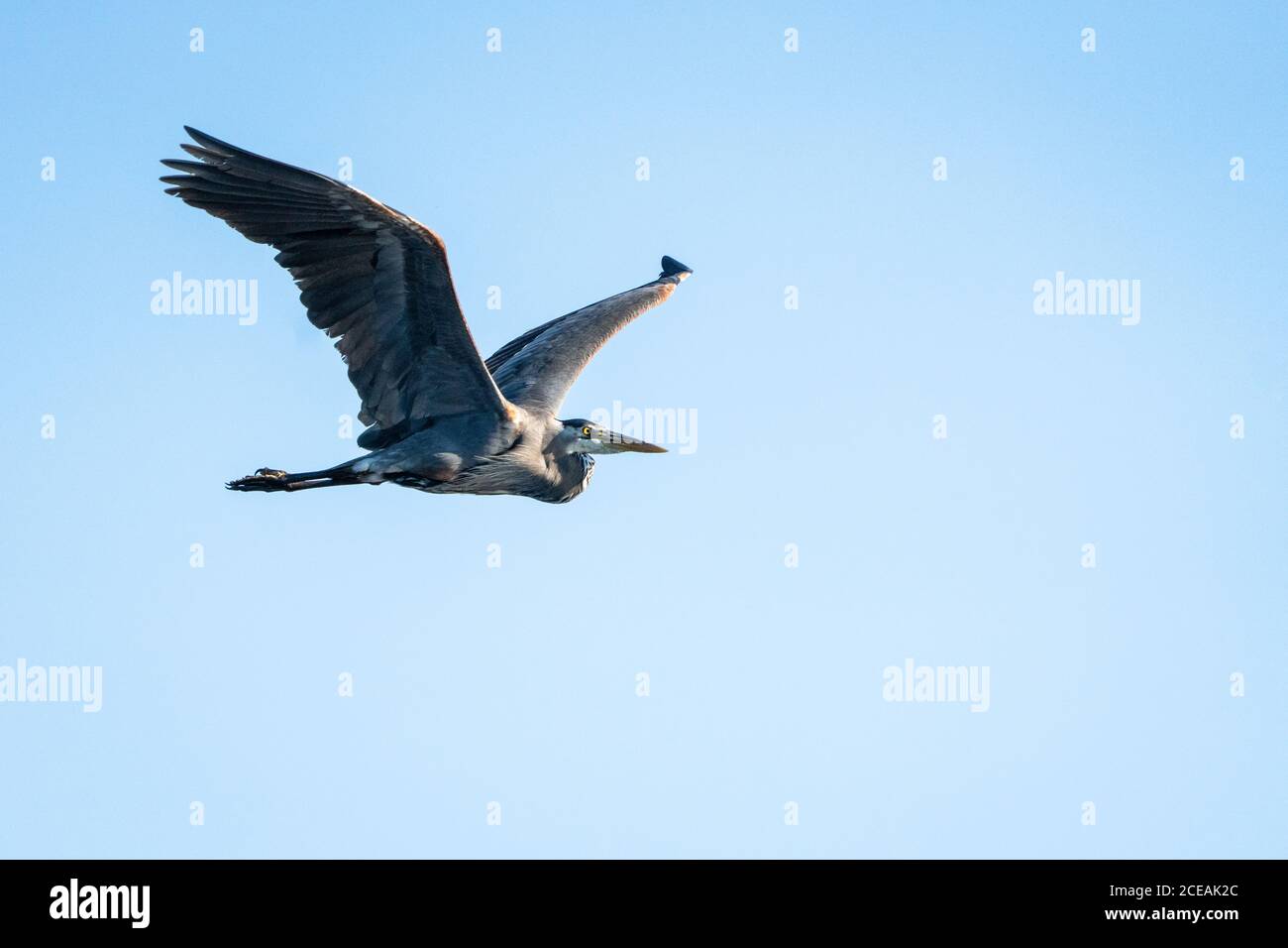 Grand héron bleu volant au-dessus de l'eau Banque D'Images