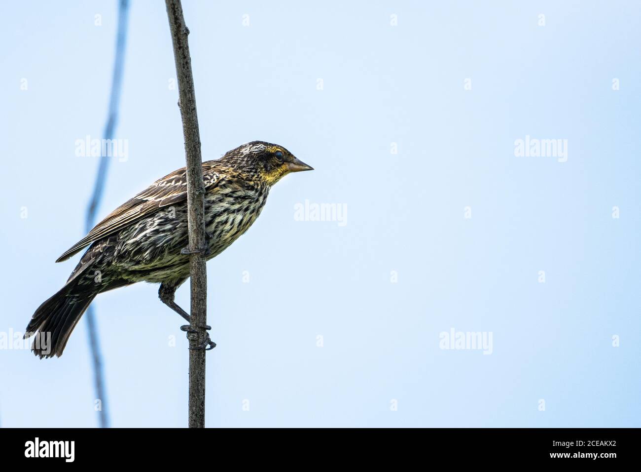 La femelle d'oiseau-noir à ailé rouge recherche de nourriture dans un marais. Banque D'Images