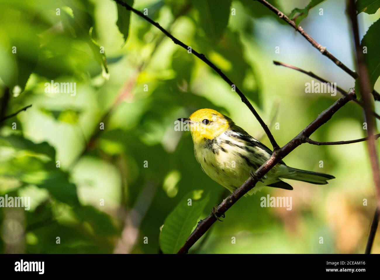 Paruline verte à gorge noire, recherche de nourriture dans la forêt Banque D'Images
