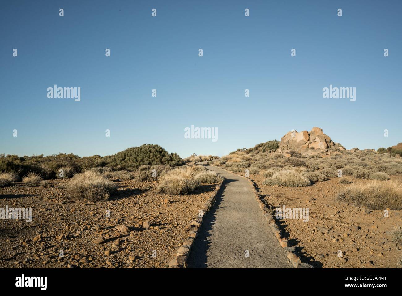 Vue de petit chemin dans le désert avec des plantes sèches en journée ensoleillée Banque D'Images