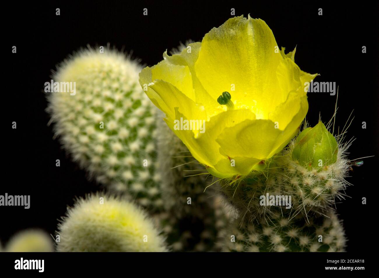 Opuntia microdasys. Fleur de cactus. Banque D'Images