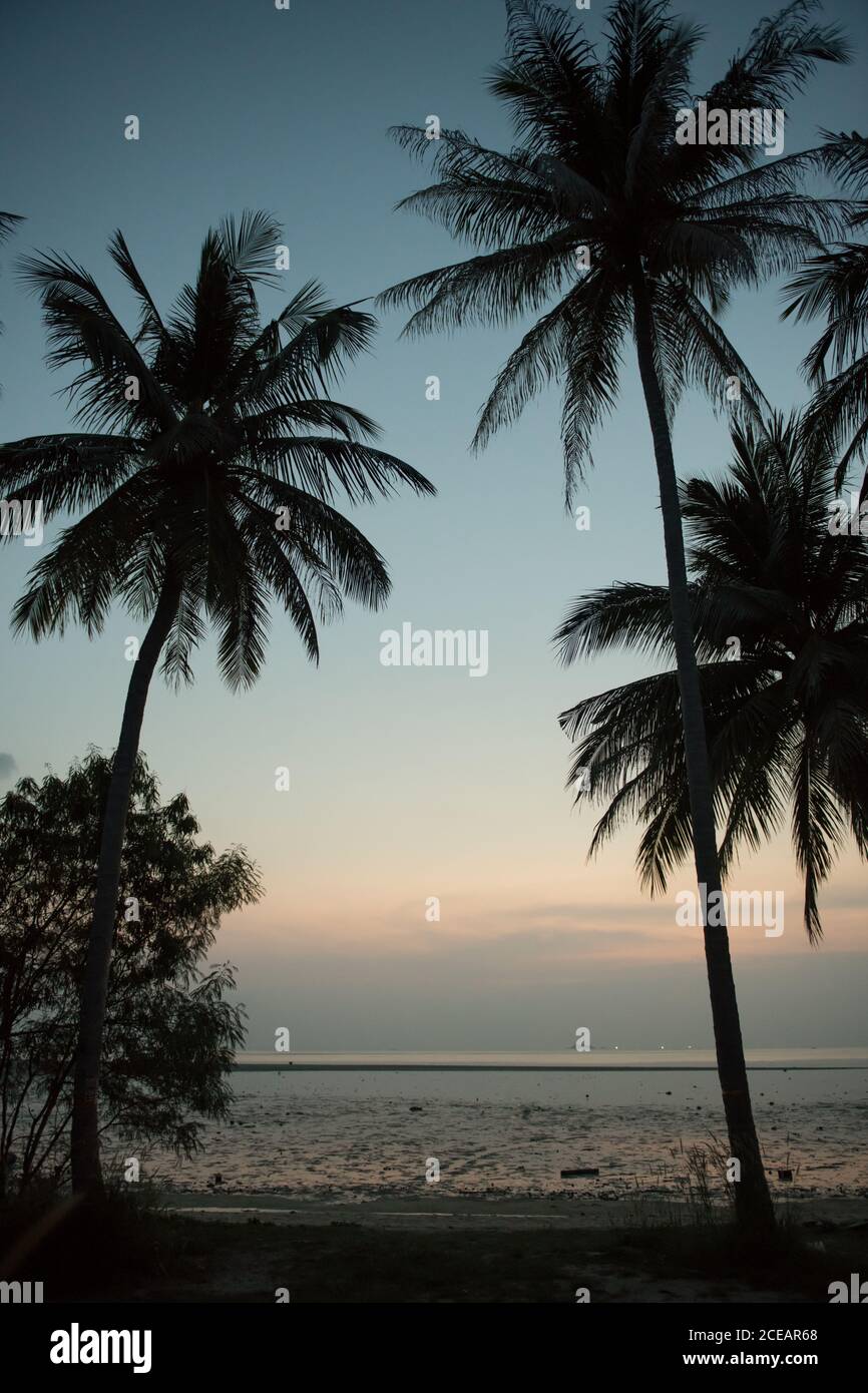 Vue sur les palmiers et la plage de sable au calme de l'océan en Thaïlande. Banque D'Images