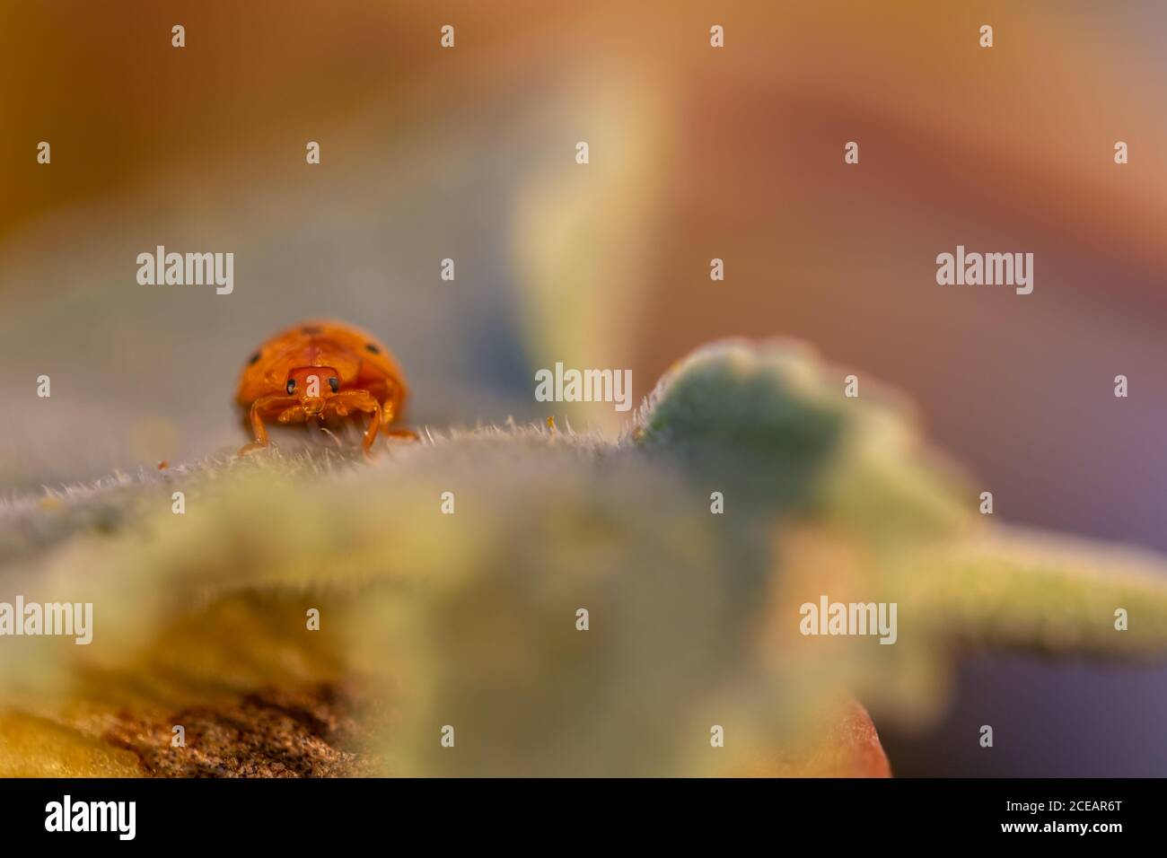 Coccinelle de melon (Henosépilachna argus) Sur un Gherkin du diable au coucher du soleil Banque D'Images