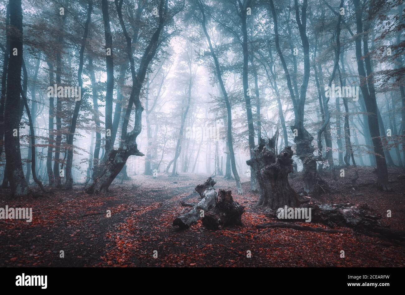Forêt mystique d'automne sombre avec sentier dans le brouillard bleu Banque D'Images