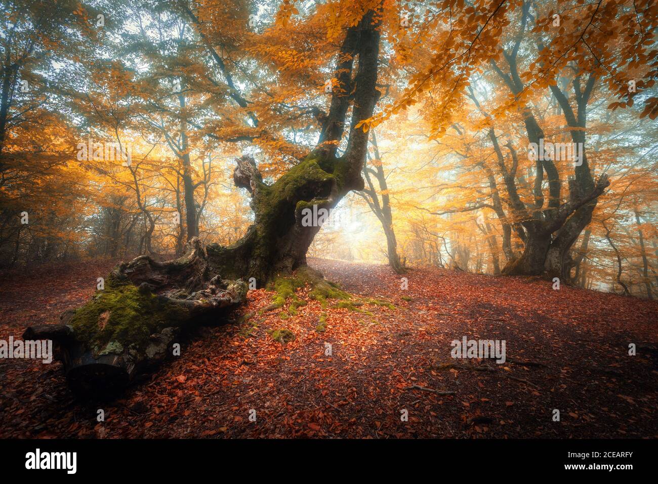 Chemin dans la belle forêt dans le brouillard au lever du soleil en automne Banque D'Images