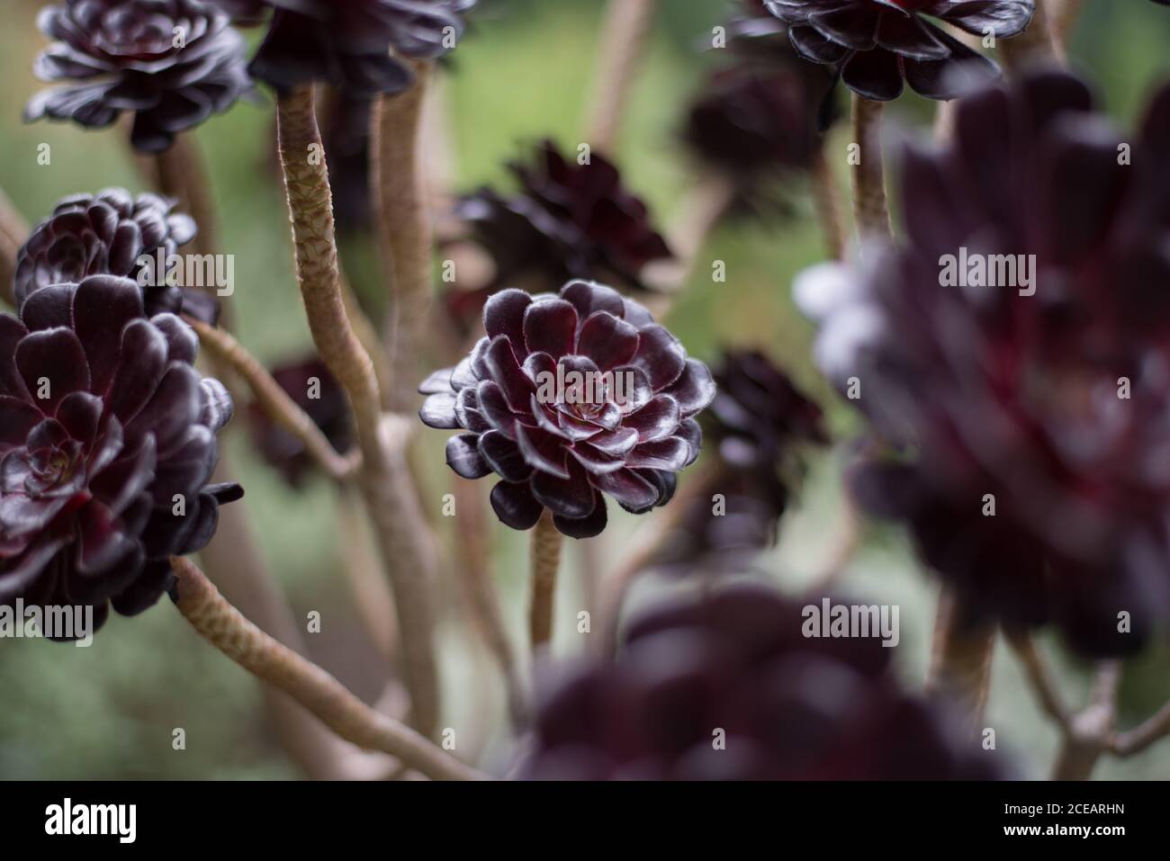 Aeonium Black Rose Aeonium Arboreum Crassulaceae Rosettes Heads détail tiges bokeh aux jardins botaniques royaux de Kew, Richmond, Londres Banque D'Images