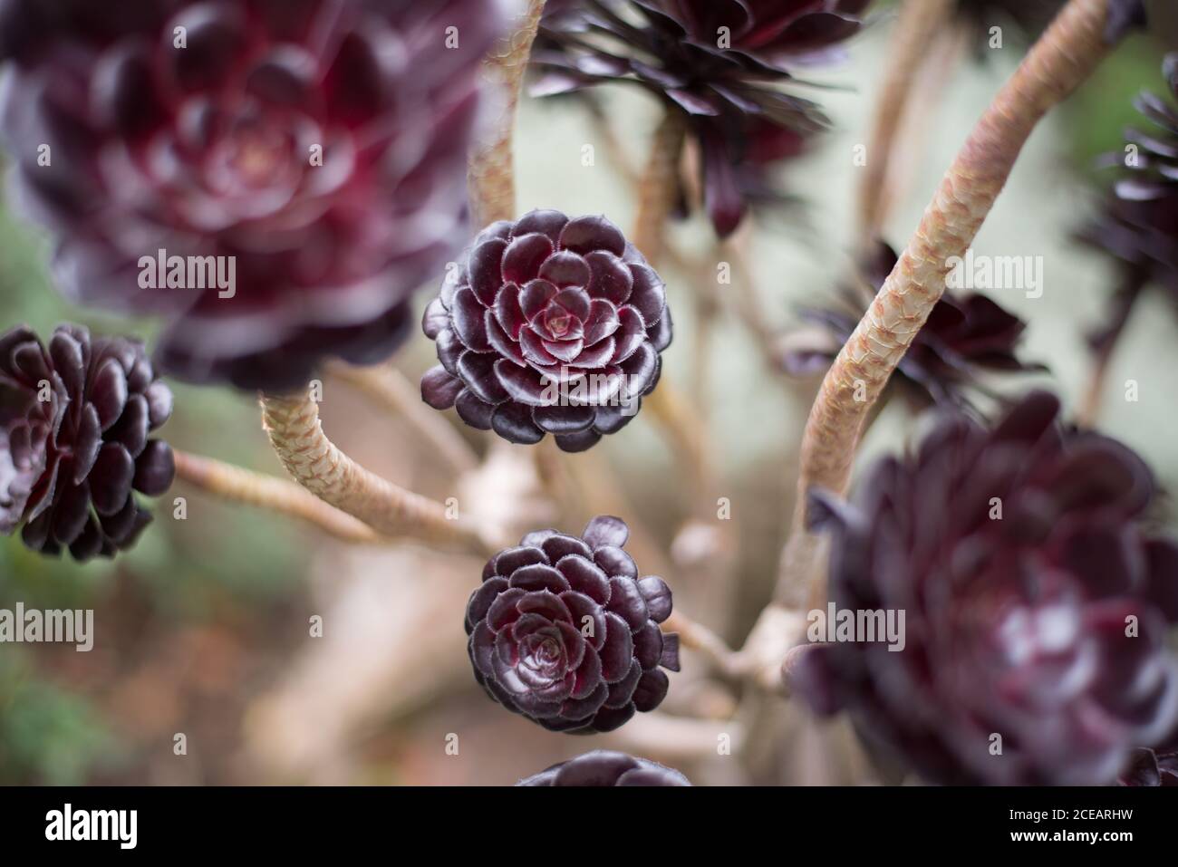 Aeonium Black Rose Aeonium Arboreum Crassulaceae Rosettes Heads détail tiges bokeh aux jardins botaniques royaux de Kew, Richmond, Londres Banque D'Images