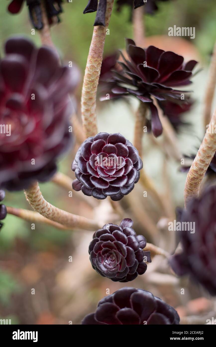 Aeonium Black Rose Aeonium Arboreum Crassulaceae Rosettes Heads détail tiges bokeh aux jardins botaniques royaux de Kew, Richmond, Londres Banque D'Images