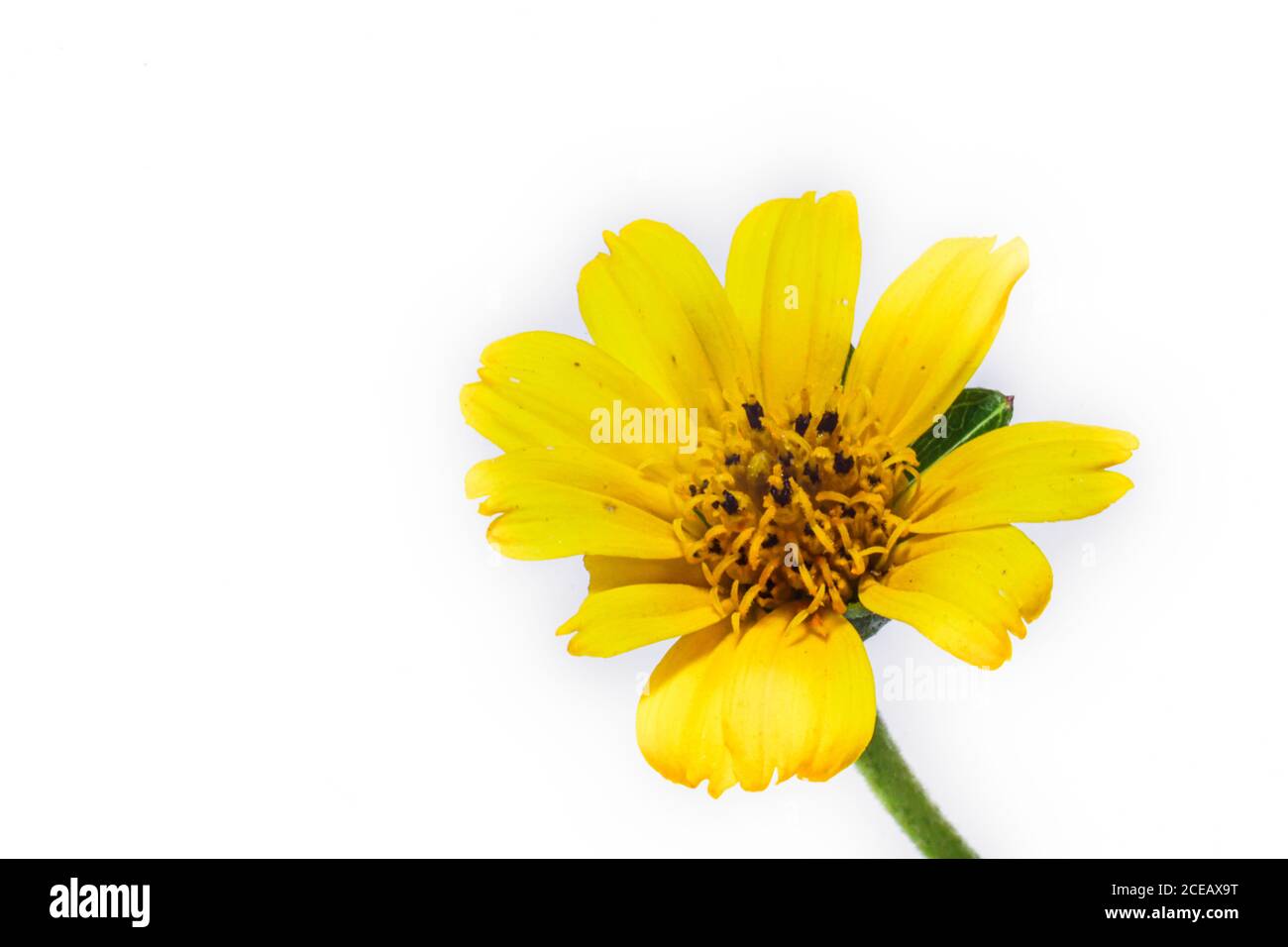 fleur de wedelia jaune isolée avec fond blanc Banque D'Images