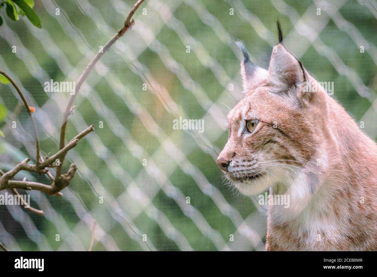 Profile Of A Lynx Banque De Photographies Et D images Haute profile-of-a-lynx-banque-de-photographies-et-d-images-haute
