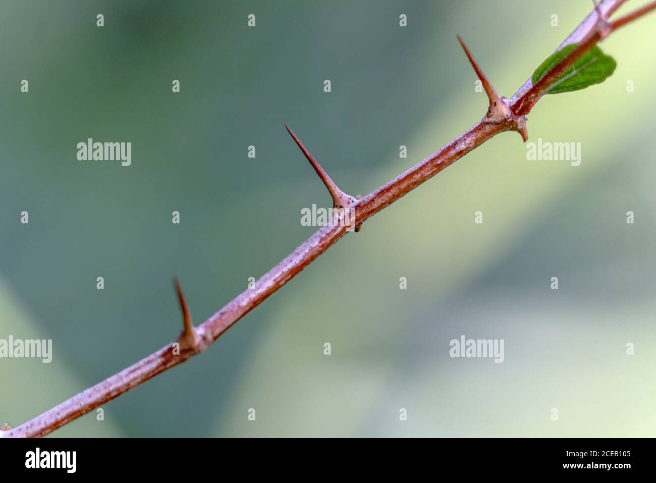 Épines du tronc de l'arbre bidara arabe Banque D'Images