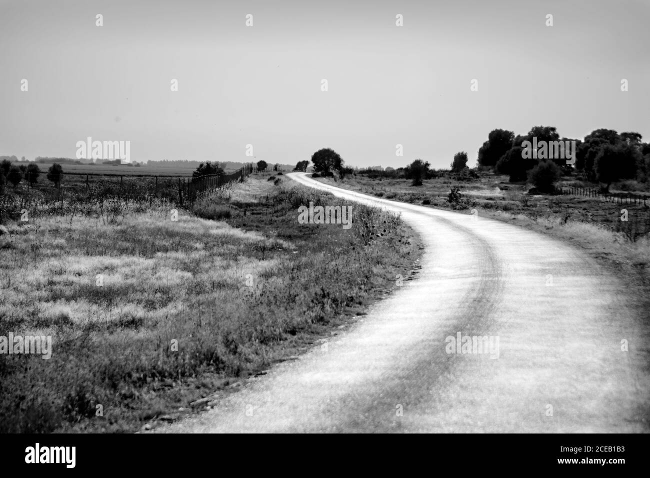 paysage de la route rurale curvy traversant des terres couvertes de herbe luxuriante et arbres sur fond de ciel clair dedans noir et blanc Banque D'Images