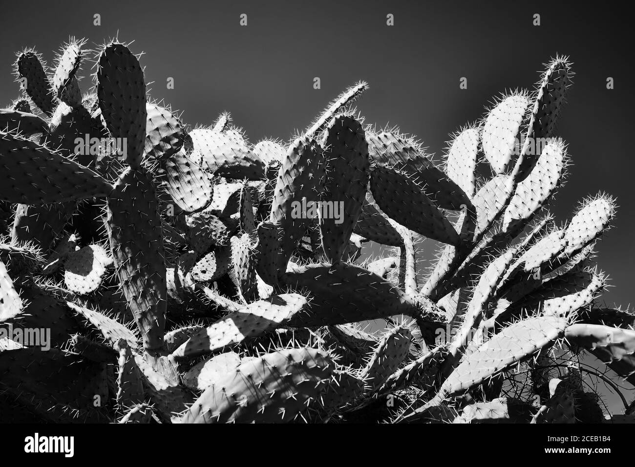 Beaucoup de cactus†avec des feuilles d'épine de plaine croissant en bouquet en noir et blanc Banque D'Images