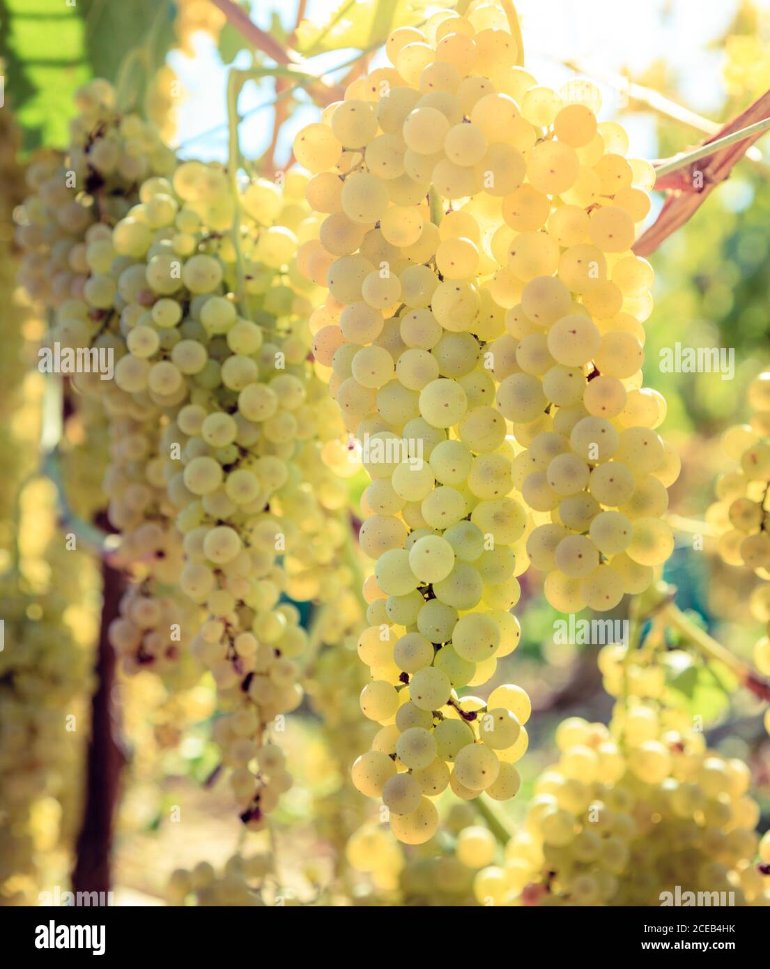Gros plan de vignes blanches dans un vignoble de Toscane, Italie Banque D'Images