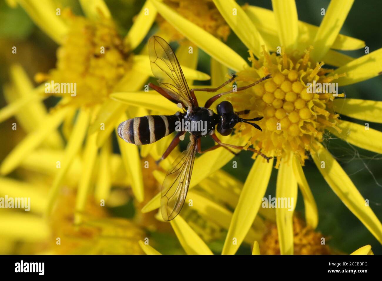 Un mâle CONOPS quadrifasciatus, souvent appelé CONOPS à bandes jaunes, endoparasite des abeilles bumlebees, pris à Hunterston, dans le Ayrshire. Banque D'Images