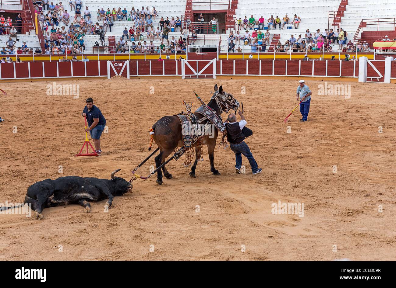 Espagne, Tomelloso - 28. 08. 2018. Vue sur les ouvriers qui organisent du sable sur le terrain de l'arène et sur l'homme qui porte un taureau mort avec un cheval Banque D'Images