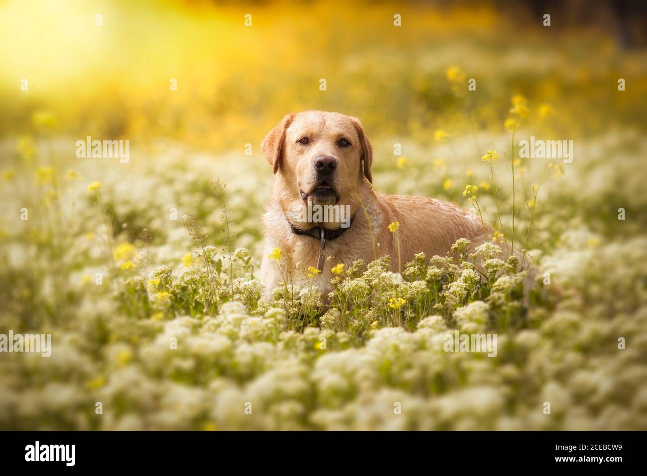 golden retriever situé dans le parc Banque D'Images