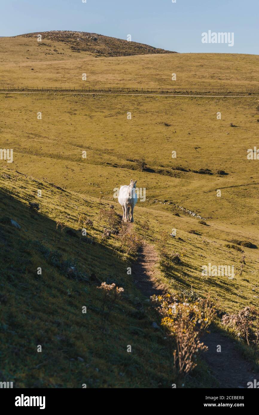 Beau cheval blanc sur chemin dans la nature Banque D'Images