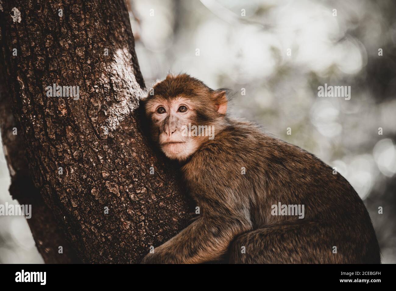 Mignon Petit Singe Banque D Image Et Photos Alamy