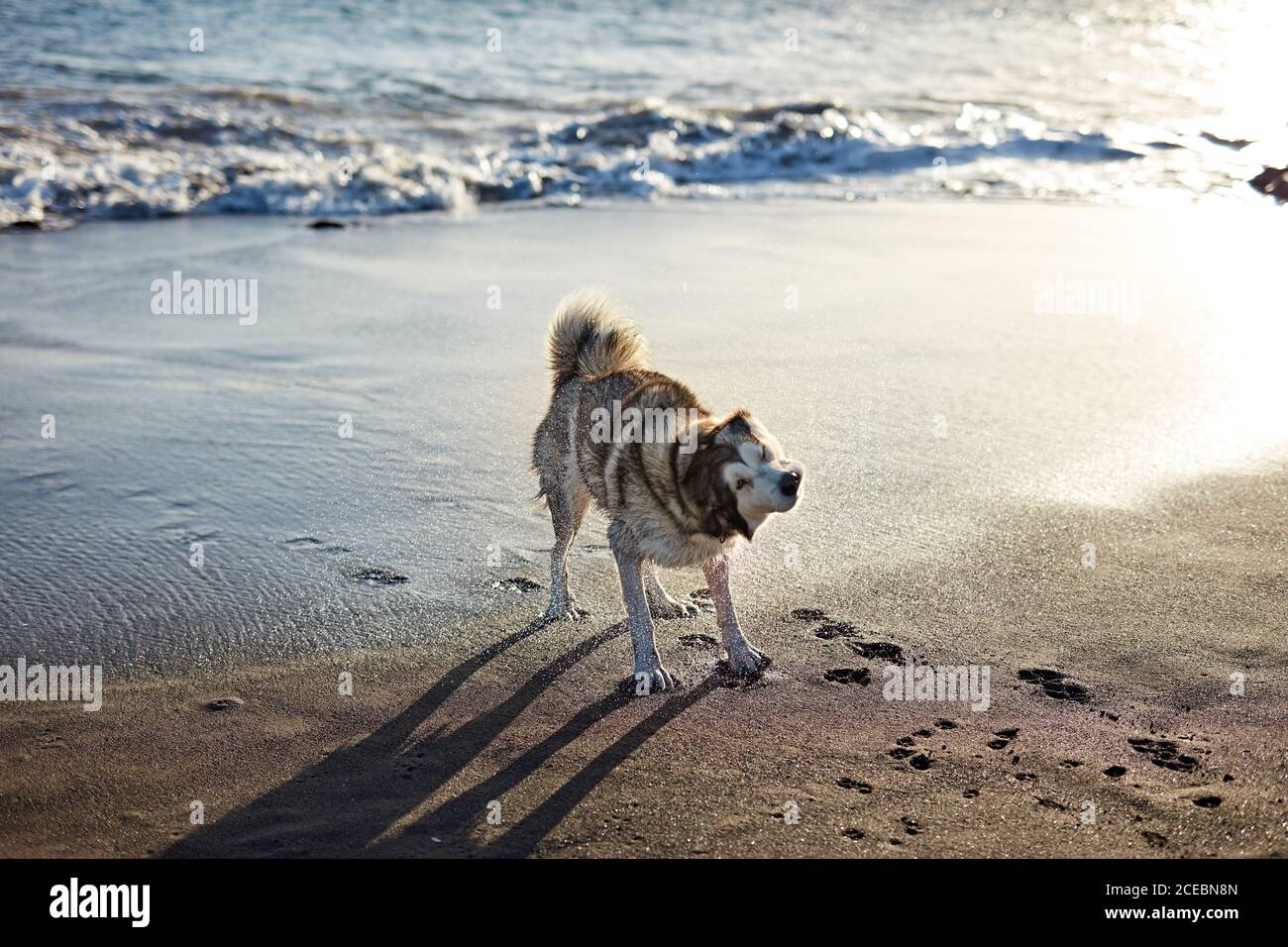 Chien secouant fourrure humide en se tenant sur le rivage près de la mer de sable ondulant sur sunny day Banque D'Images