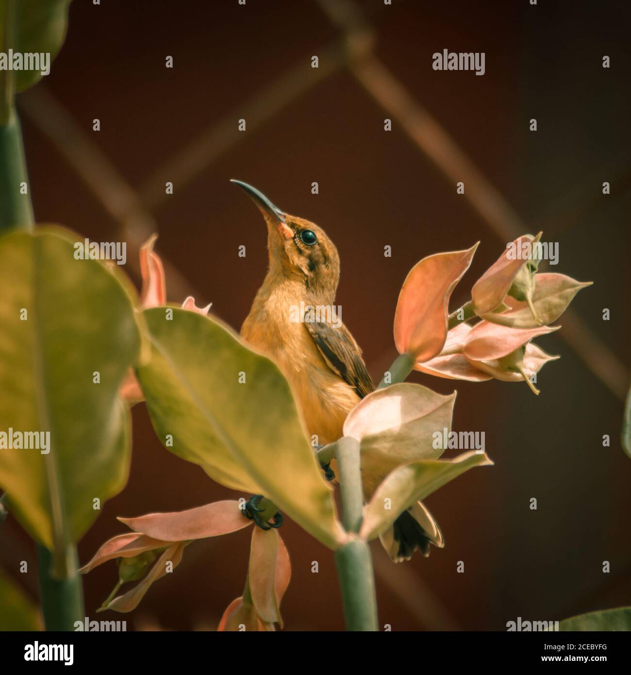 Colibri et fleur d'oiseau. Capturé avec NIKON D3400 et édité dans Adobe Lightroom. Banque D'Images