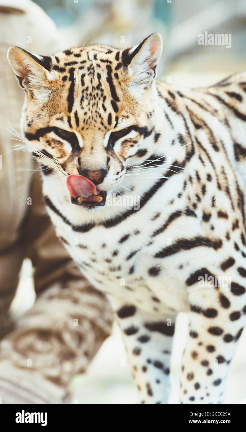 Léopard avec languette sortie Banque D'Images