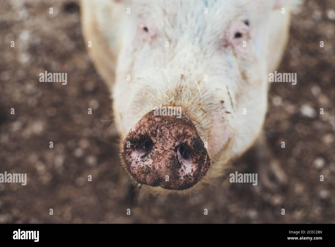 Museau de porc sale Banque D'Images