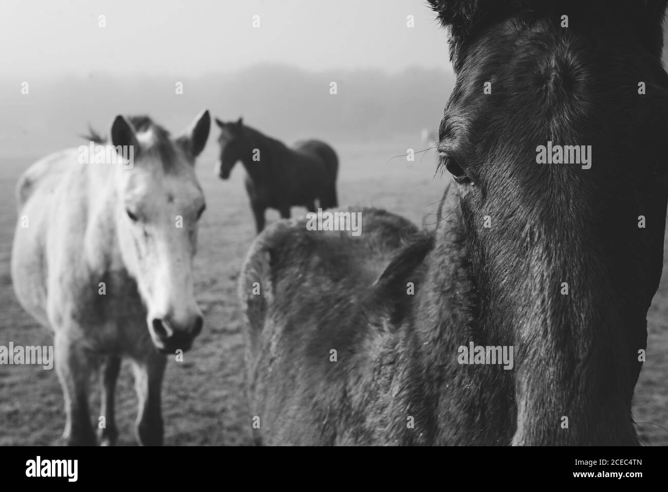 Travailleur sans visage en uniforme forgeant le fer à cheval avec un marteau sur une enclume métallique tout en travaillant dans les zones rurales le jour de l'été Banque D'Images