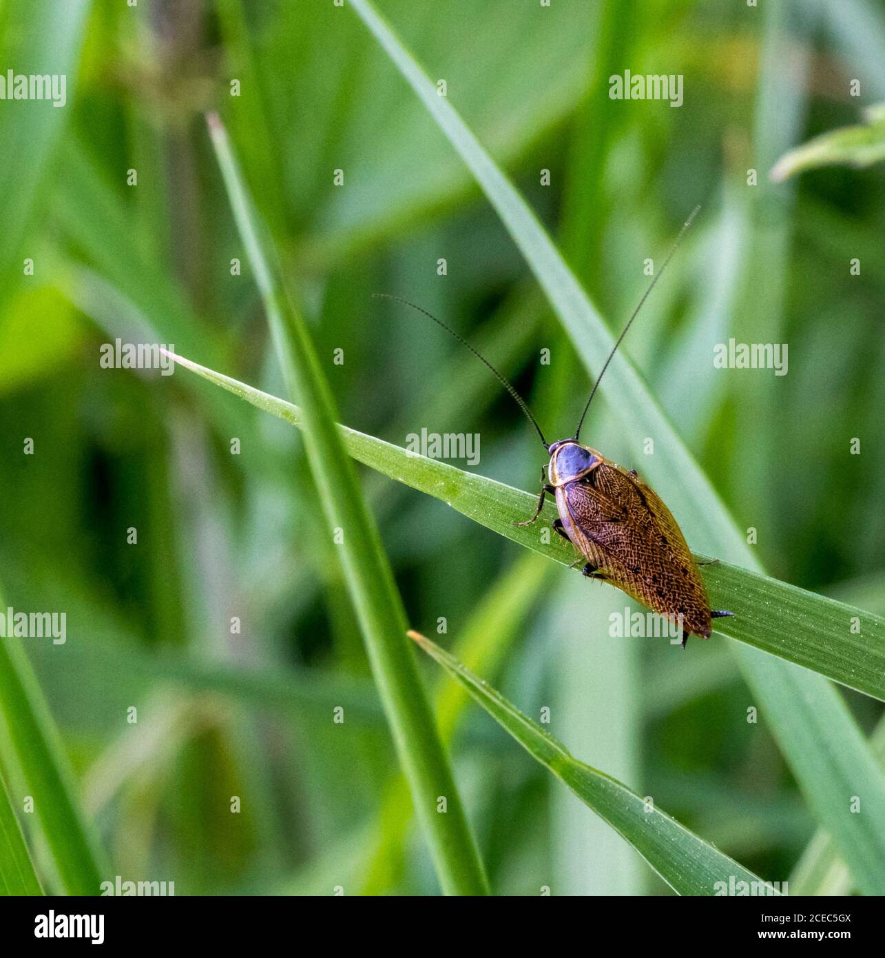 cafard sombre dans une ambiance herbacée naturelle Banque D'Images