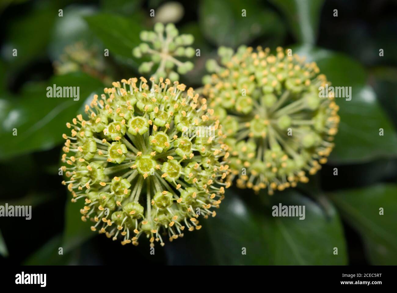 Fleurs d'Ivy communes Banque D'Images