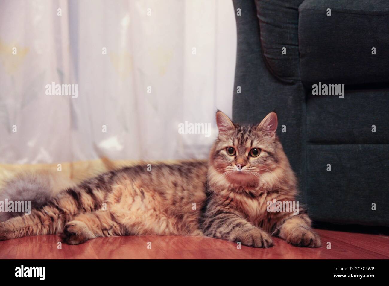 le chat rayé se trouve majestueusement sur le sol Banque D'Images