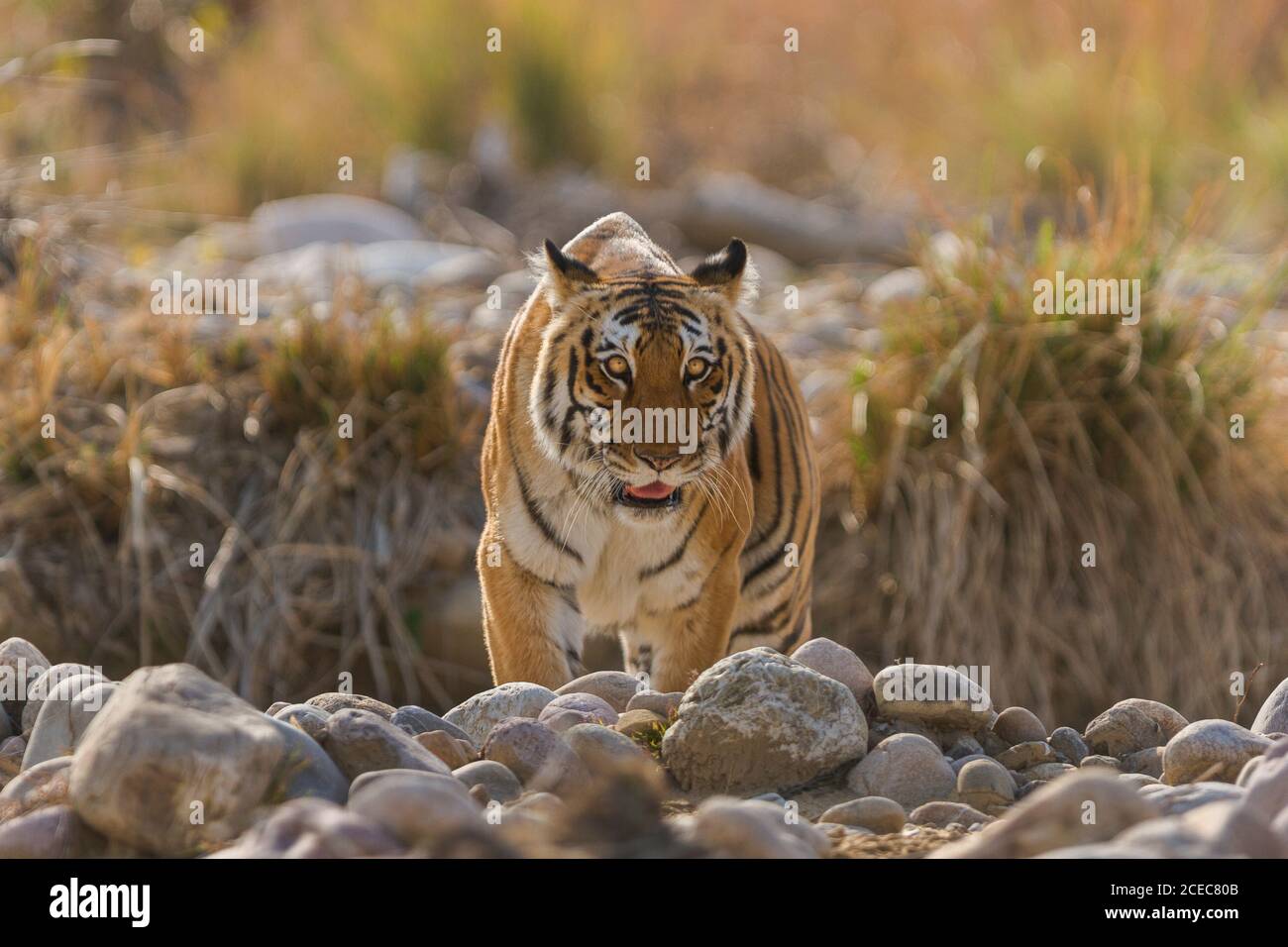 Tigre adulte grimpant sur un lit de rivière sec, parc national Jim Corbett,  Uttarakhand, Inde Photo Stock - Alamy