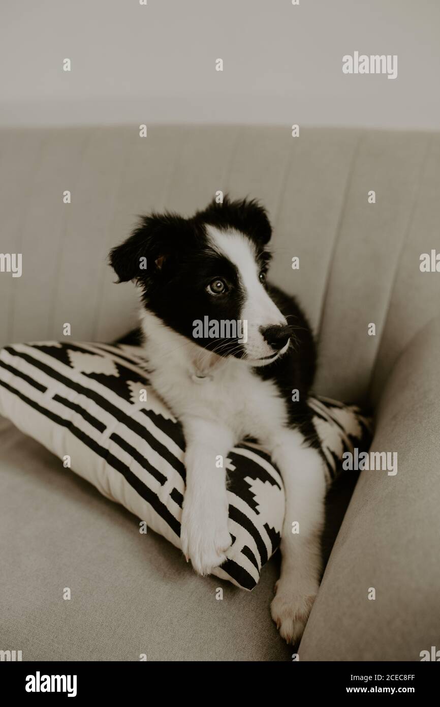 Mignon chiot assis sur un canapé Banque D'Images