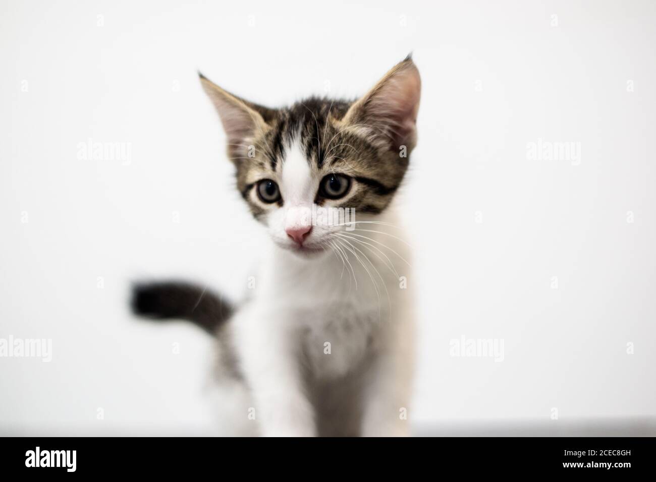 Chaton blanc sur fond blanc Banque D'Images