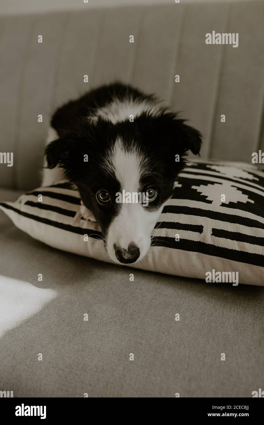 Mignon chiot assis sur un canapé Banque D'Images