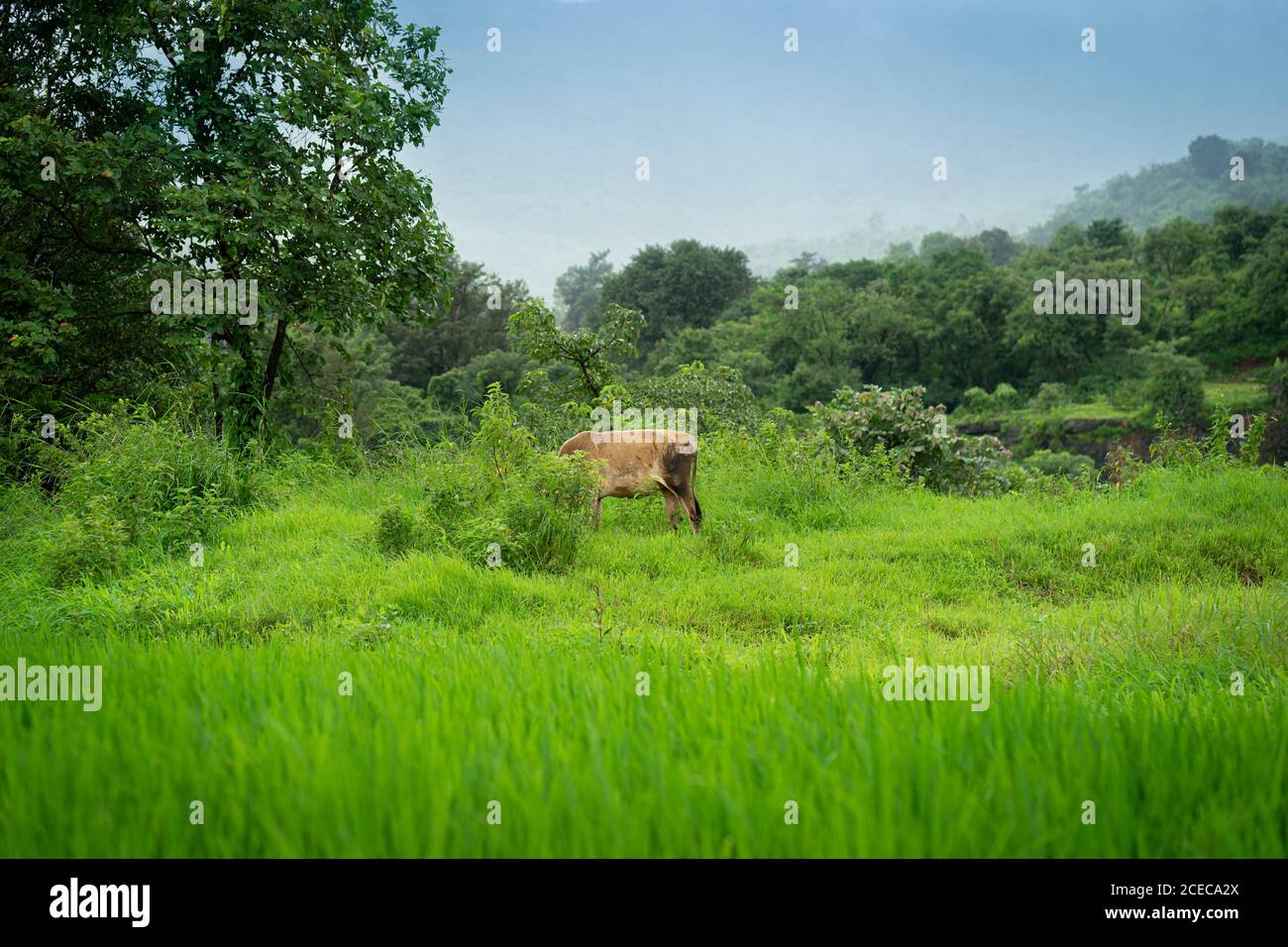 Une vache qui broutage dans un village pendant des moussons dans les ghats occidentaux, Mulshi, Pune Banque D'Images