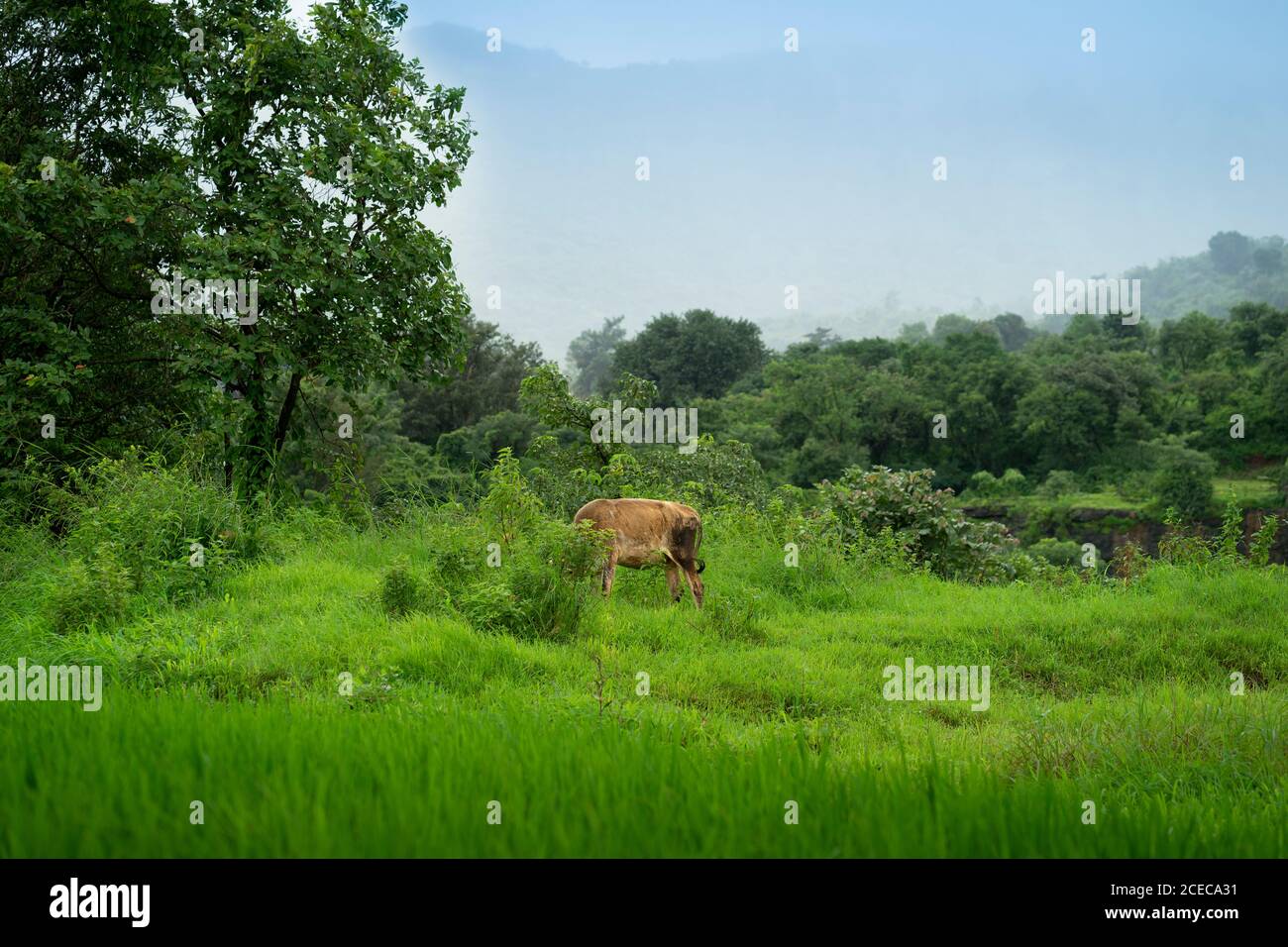 Une vache qui broutage dans un village pendant des moussons dans les ghats occidentaux, Mulshi, Pune Banque D'Images