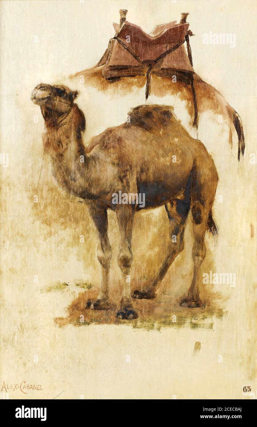 Cabanel Alexandre - Etude d'un Camel - Ecole française - 19e siècle Banque D'Images