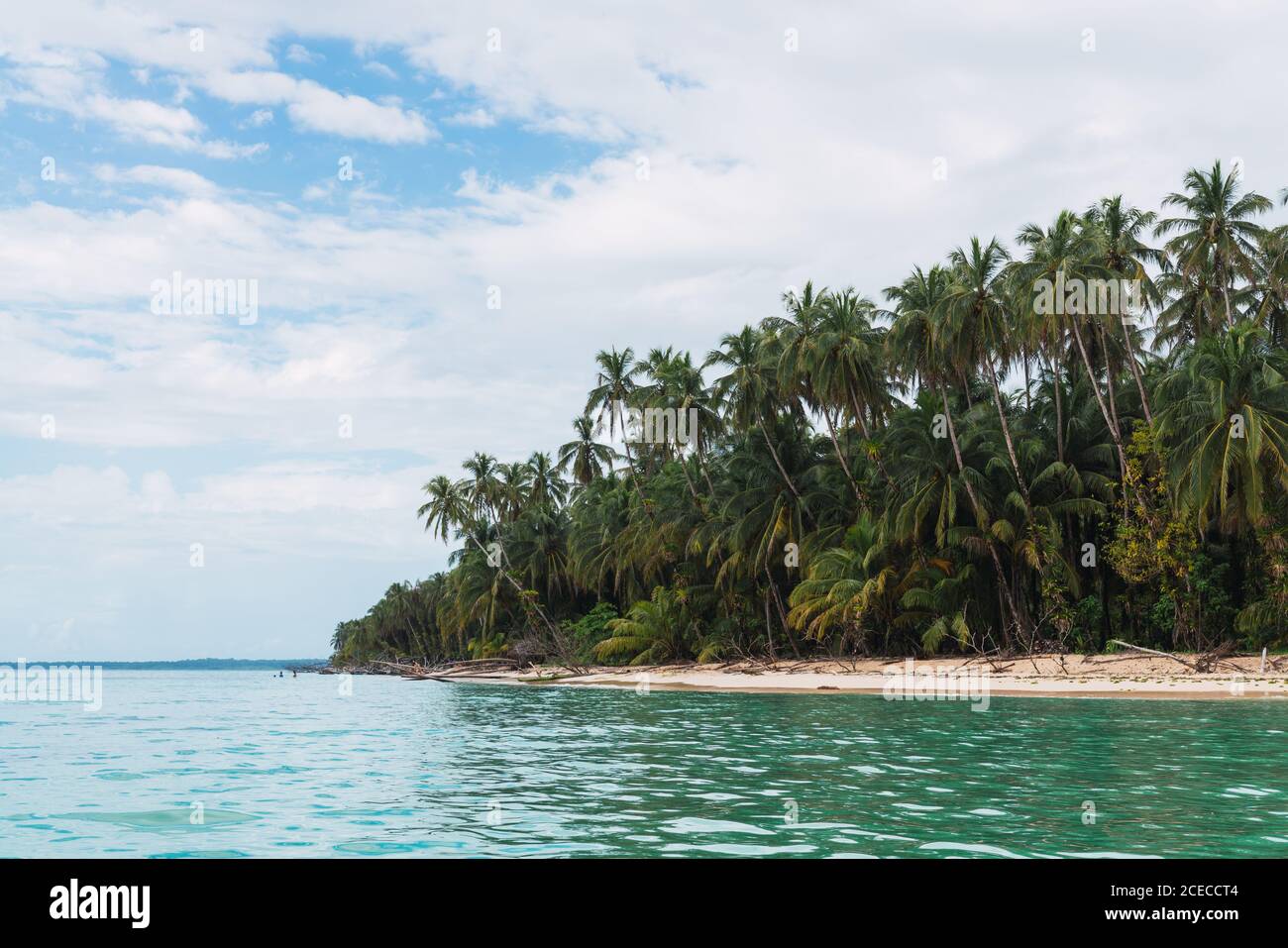 Vue sur les palmiers verts luxuriants sur la plage de sable de l'île de Bocas del Toro et l'eau turquoise calme, Pamana Banque D'Images