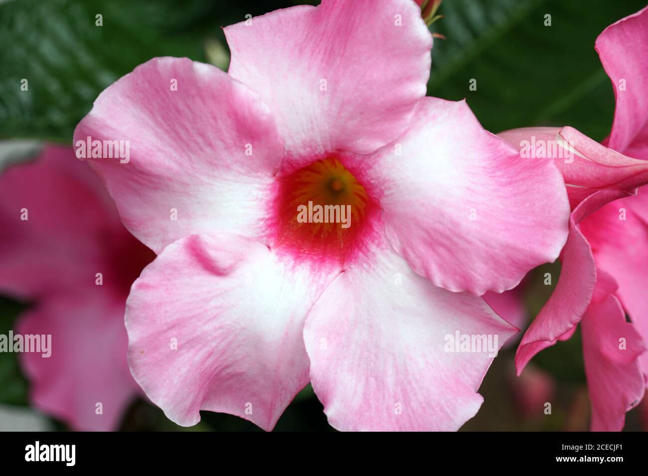 Magnifique violet Allamanda genre Allamanda fleurs en fleur gros plan. Banque D'Images