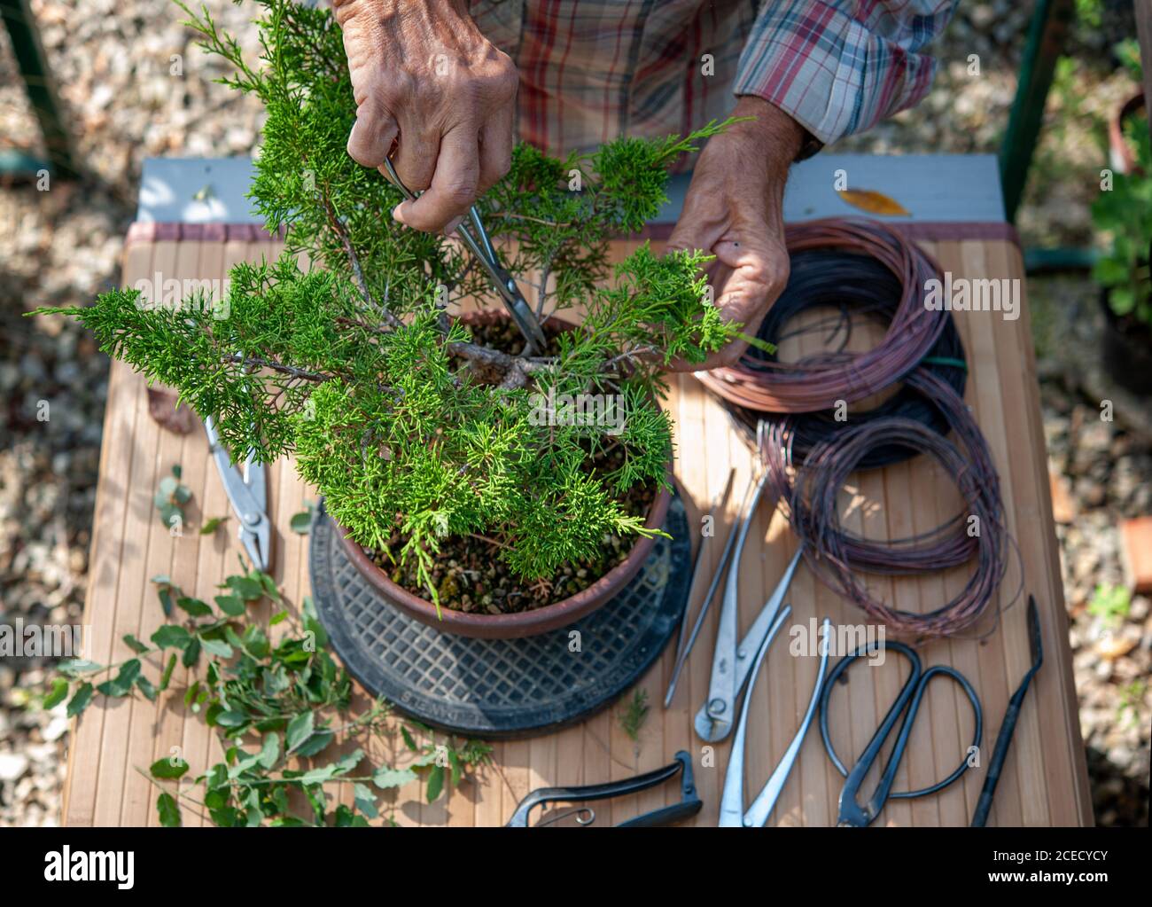 L'artiste Bonsai s'occupe de son petit arbre. Le pot est sur un plateau tournant, pour faciliter le travail. Banque D'Images