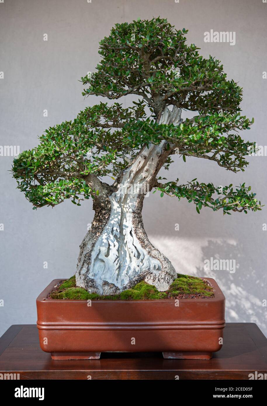 Olea oleaster bonsaï, dans un pot carré d'argile, sur une table. Banque D'Images