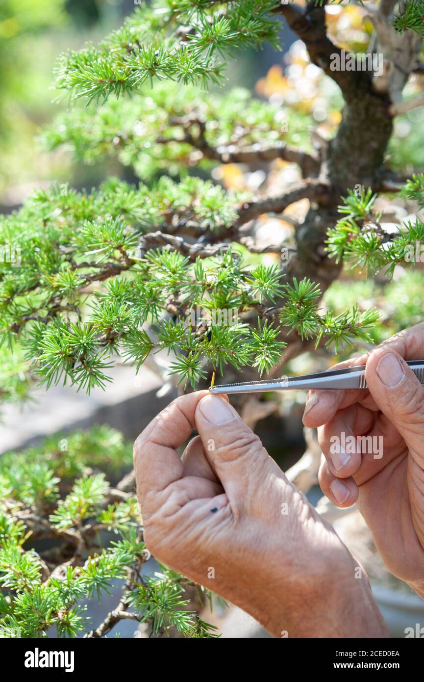 L'artiste Bonsai prend soin de son arbre de Cedrus libani par enlèvement sélectif d'aiguilles. Technique de découpage des lames. Banque D'Images