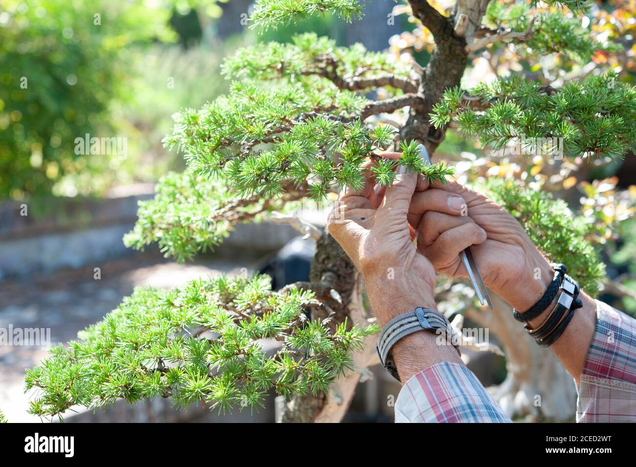 L'artiste Bonsai prend soin de son arbre de Cedrus libani par enlèvement sélectif d'aiguilles. Technique de découpage des lames. Banque D'Images