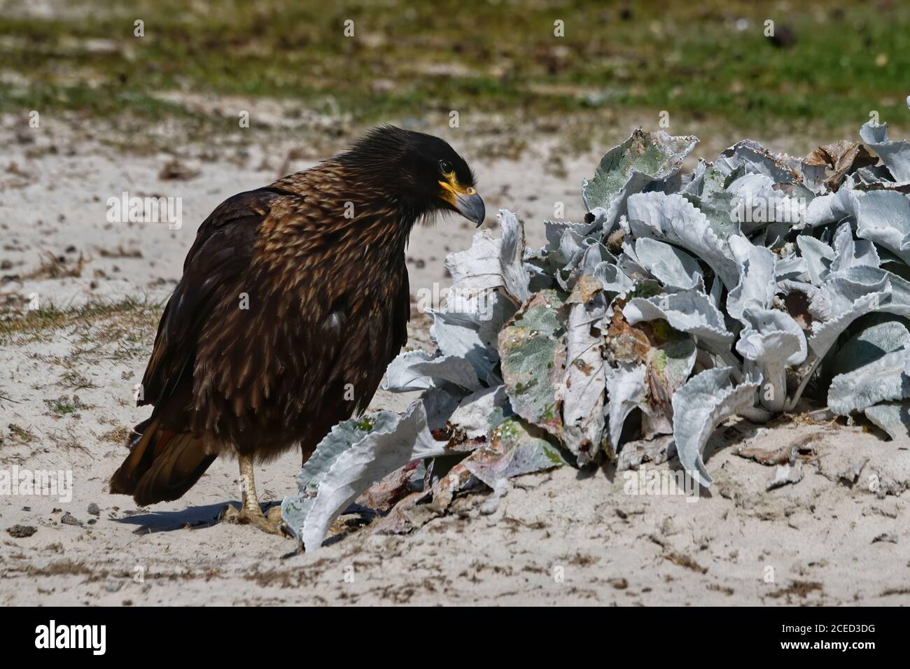 Caracara striée (Phalcoboenus australis) sur la plage, grave Cove, West Falkland Island, Falkland Islands, territoire britannique d'outre-mer Banque D'Images