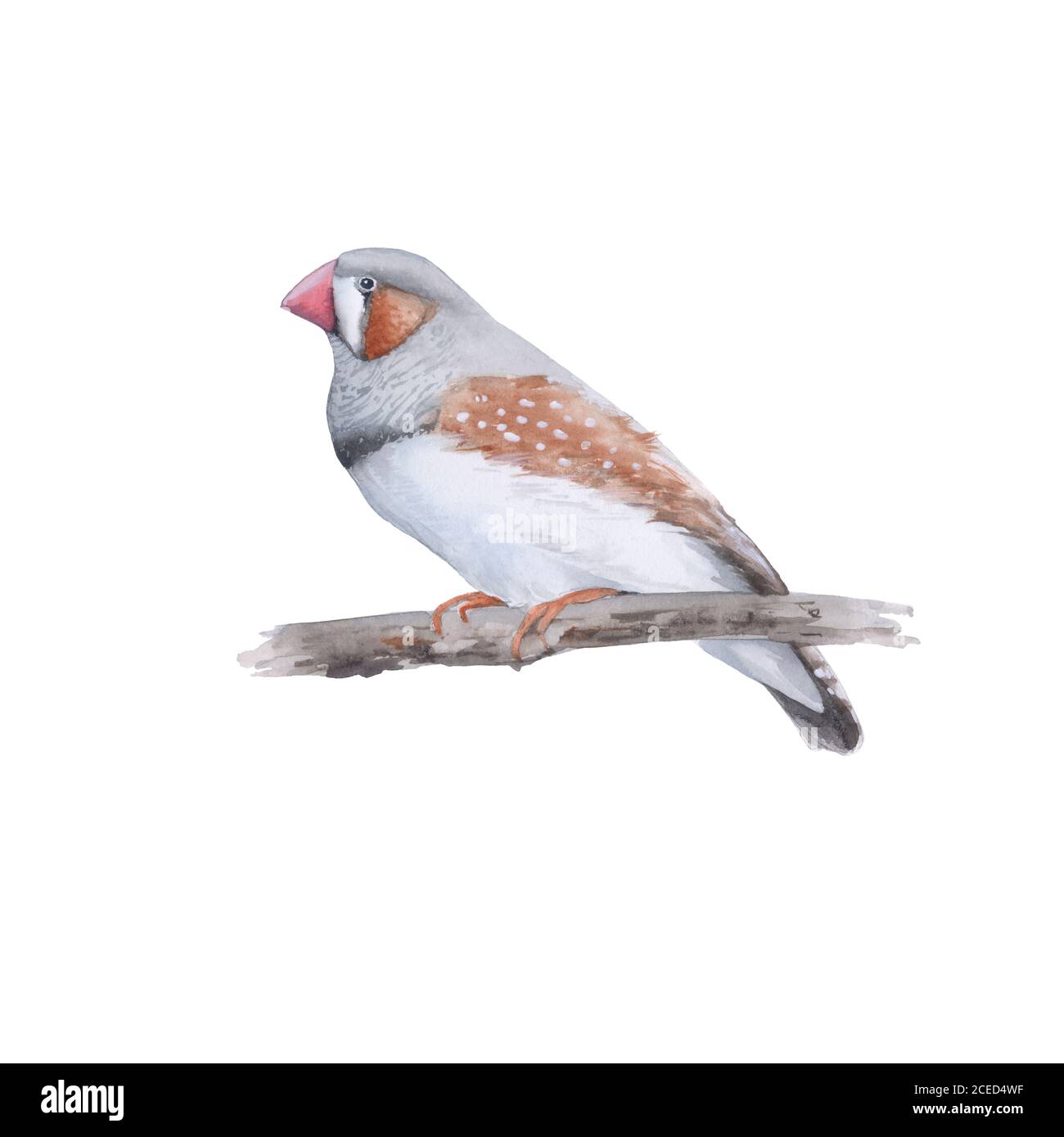 Oiseau australien. Isolé sur un fond blanc. Banque D'Images