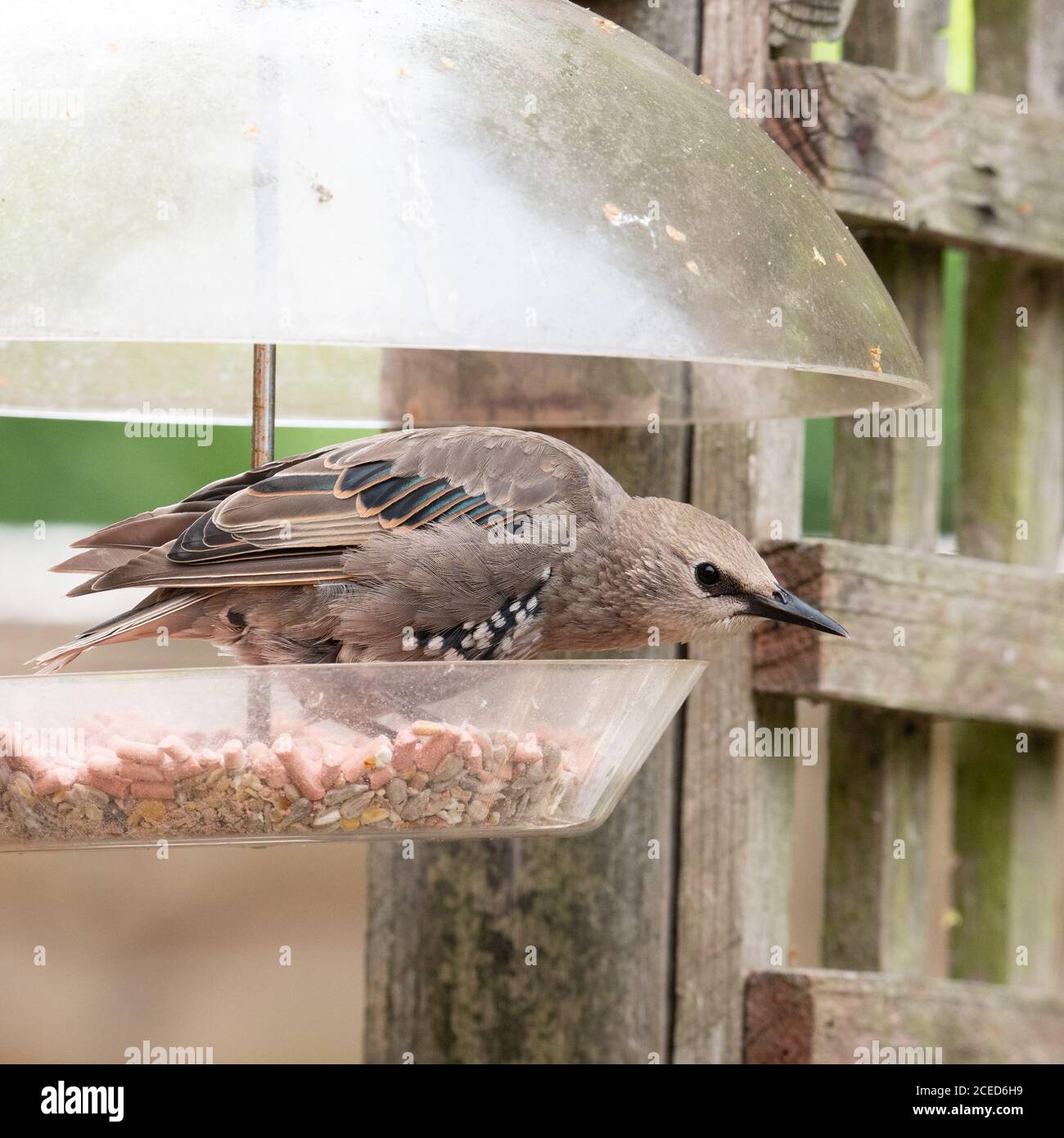 Starling immature (Sturnus vulgaris) sur le mangeoire à oiseaux domestique. Banque D'Images