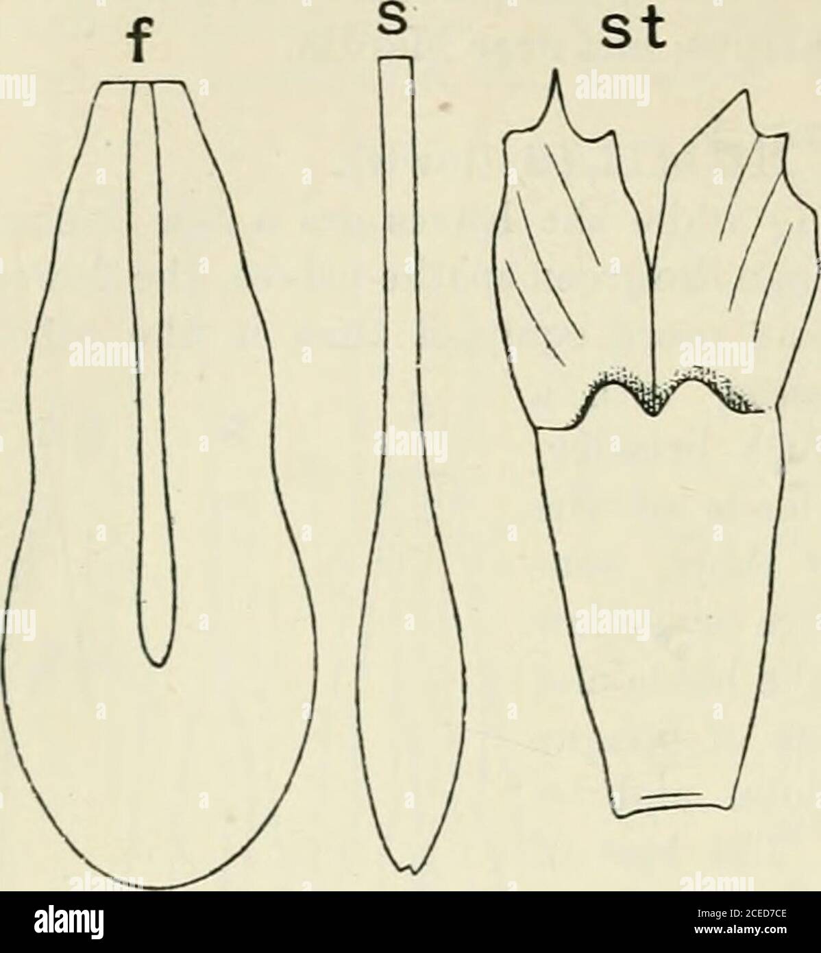 . Iris bulbeux. ia Miimr, près de Van. I. RETICULATA var. HISTRIOIDES.—(comme Histrio.) Fig. — jardin, vol. xlii. (1892), p. 364. Charact.- la fleur apparaît devant les feuilles, qui sont même tually stuter et plus longues que dans toute autre forme de reticulata. Flowerplus grand, quatre ou même des pouces vivants à travers, avec un tube de longueur variable, buttoujours plus long que les spae-valves, qui sont courtes, larges, émoussées, androincolore, ou presque, étant marqué par quelques veines vertes. Clawof ne chute pas en forme de sangle, mais triangulaire, en expansion progressive, aBlight constriction, cependant, marquant la transition, dans un broa Banque D'Images