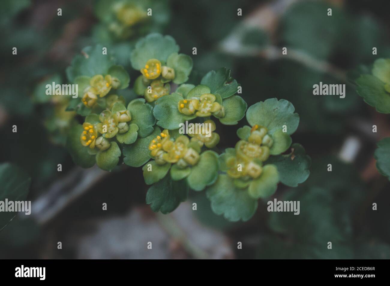 Le Chrysosplenium alternifolium est une espèce de plantes à fleurs dans le la famille de saxifrage connue sous le nom de saxifrage doré à feuilles alternées Banque D'Images